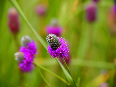 [A multitude of very small, purple flowers covering half a honeycomb-like pistel atop a stem. Other clover buds are blurred in the background.]